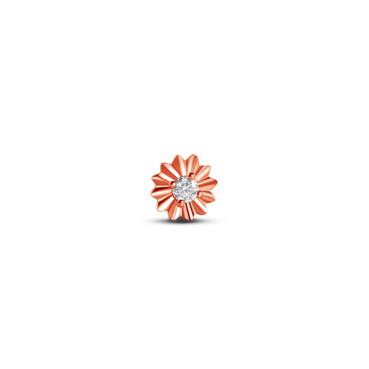 Gazania End